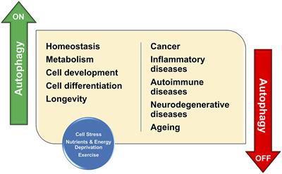 Editorial: The Dynamic Interplay Between Nutrition, Autophagy and Cell Metabolism